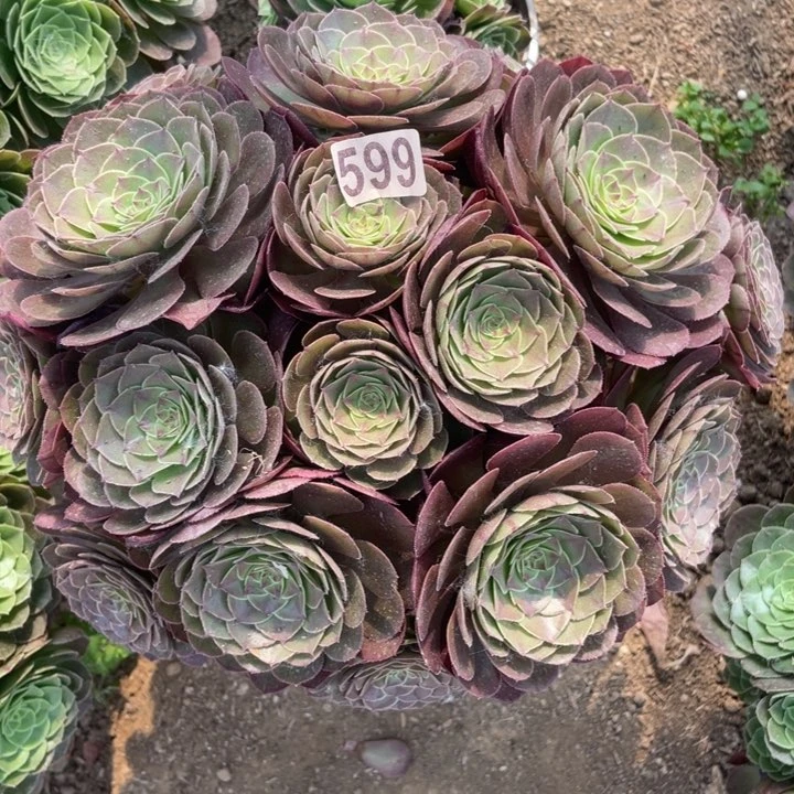 599多肉植物万圣节