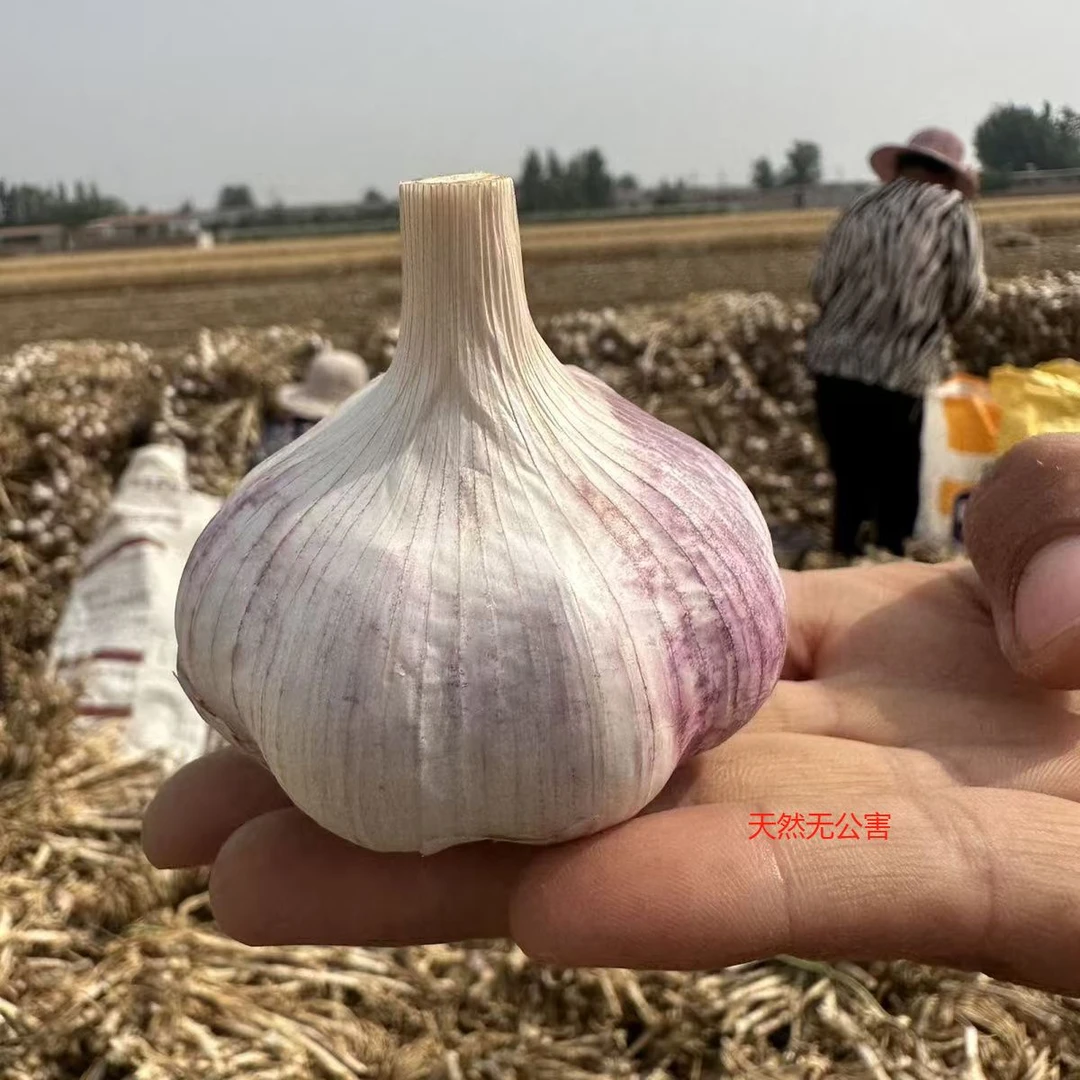 2025农家自种紫白皮干蒜精品果王3斤包邮正宗紫皮蒜大蒜子