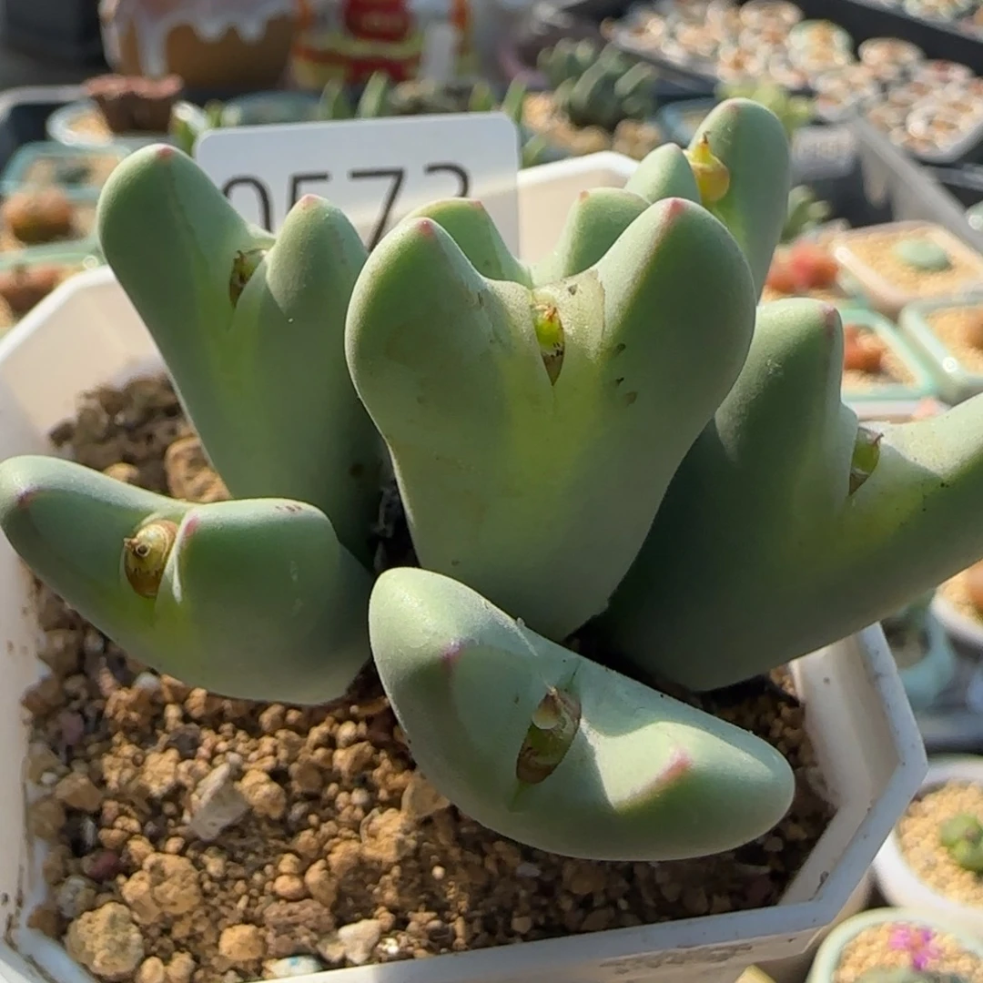 0573-一物一拍 带盆