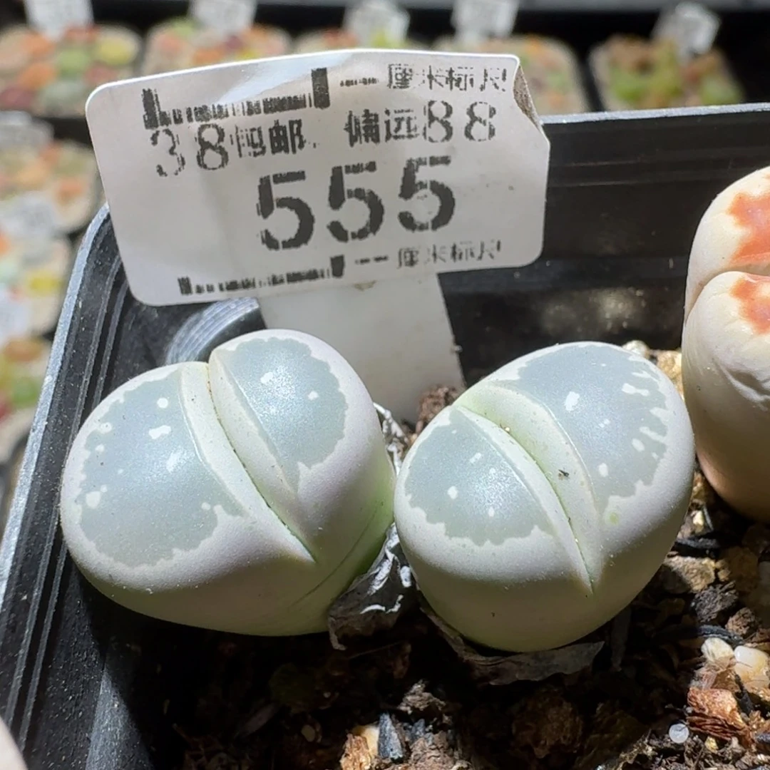 Sss新年福利福利555