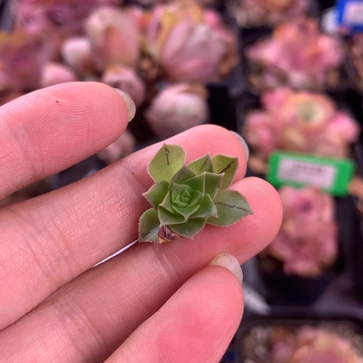 ~***~一物一拍侧牙福利999