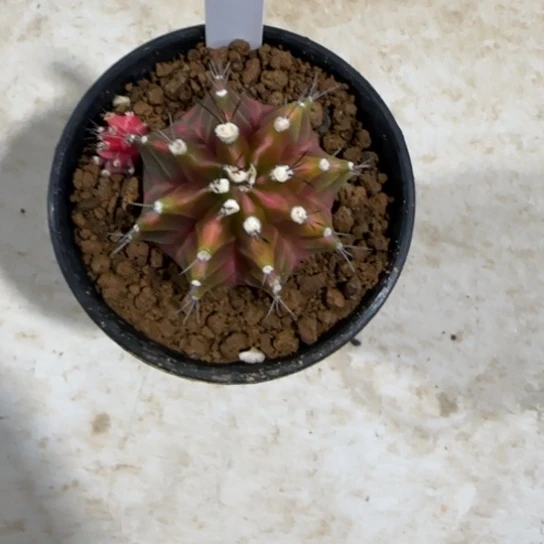 4-0123下播福利小年快乐多肉