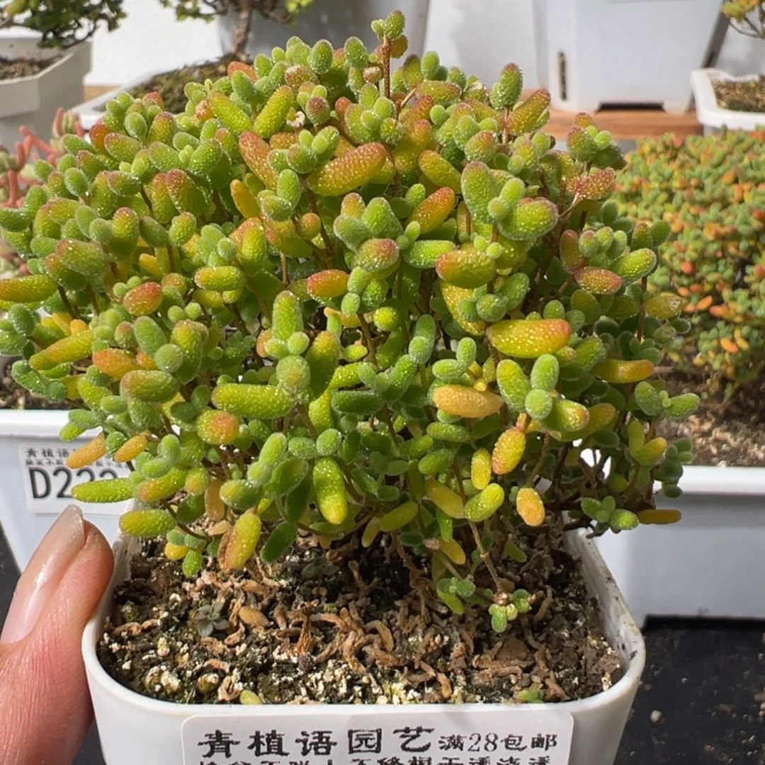 D2244蜜桔糖球枝干