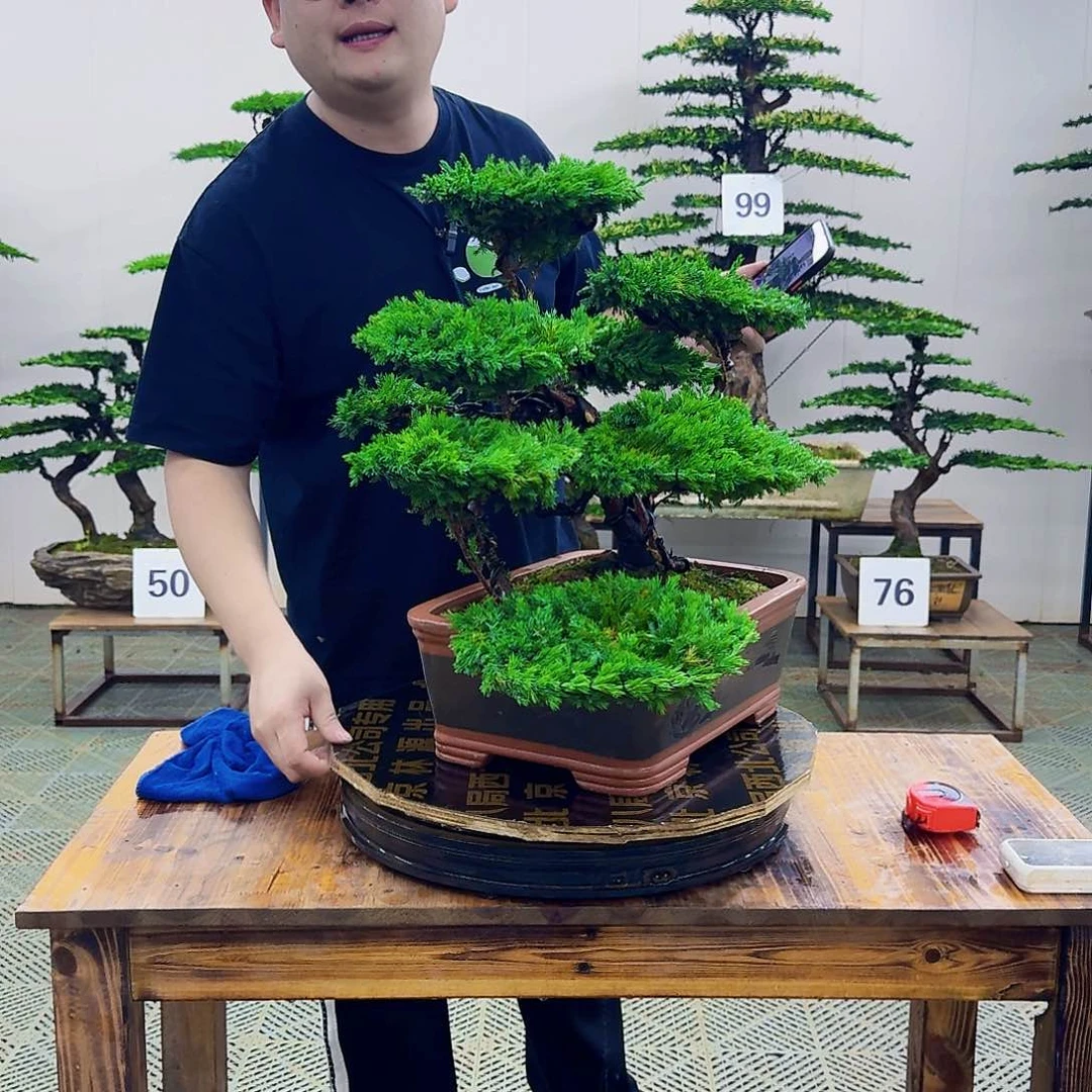 无花朵柏树造型盆景盆景