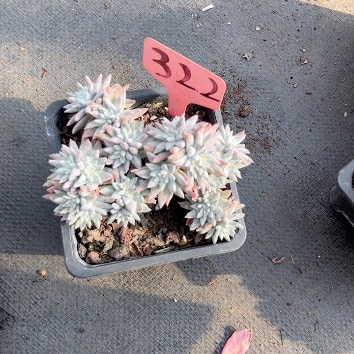 晨语多肉一物一拍322