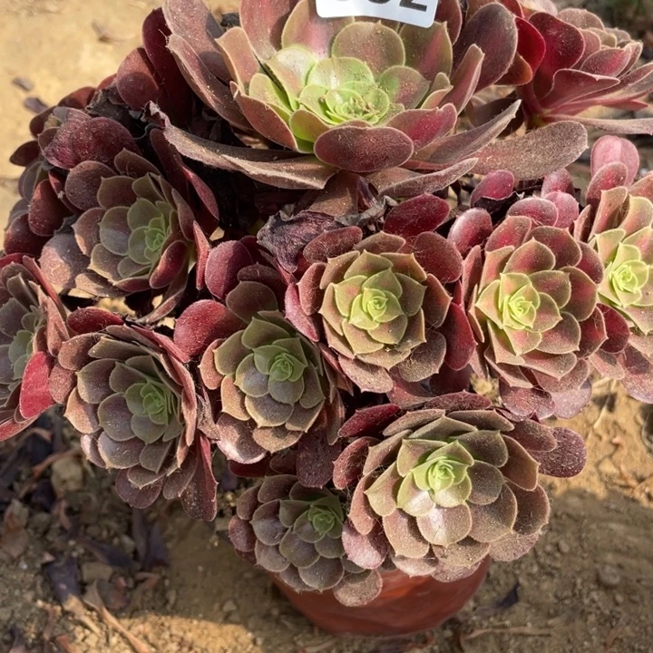 无花朵352多肉植物华纳