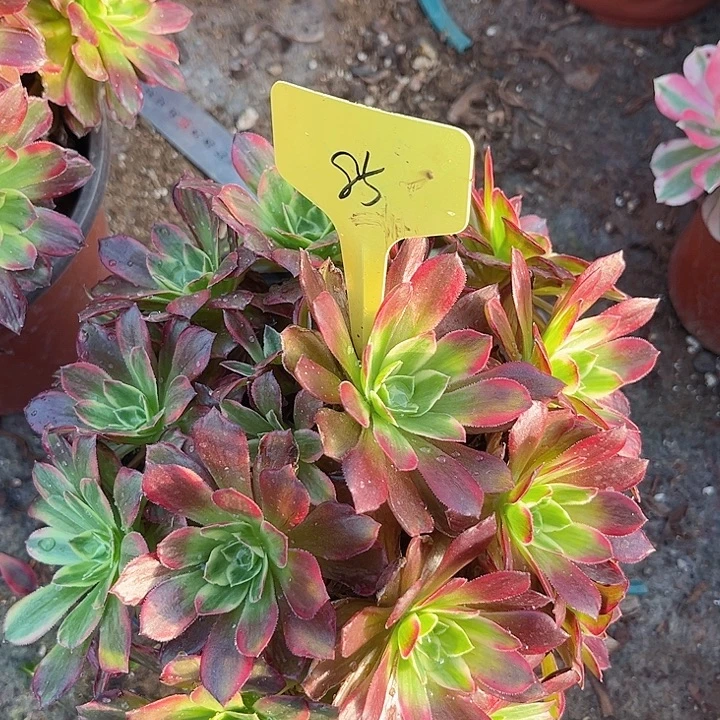 85一颗安娜法师多肉