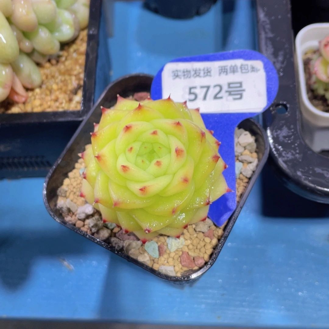 572号绿透珍妮新品