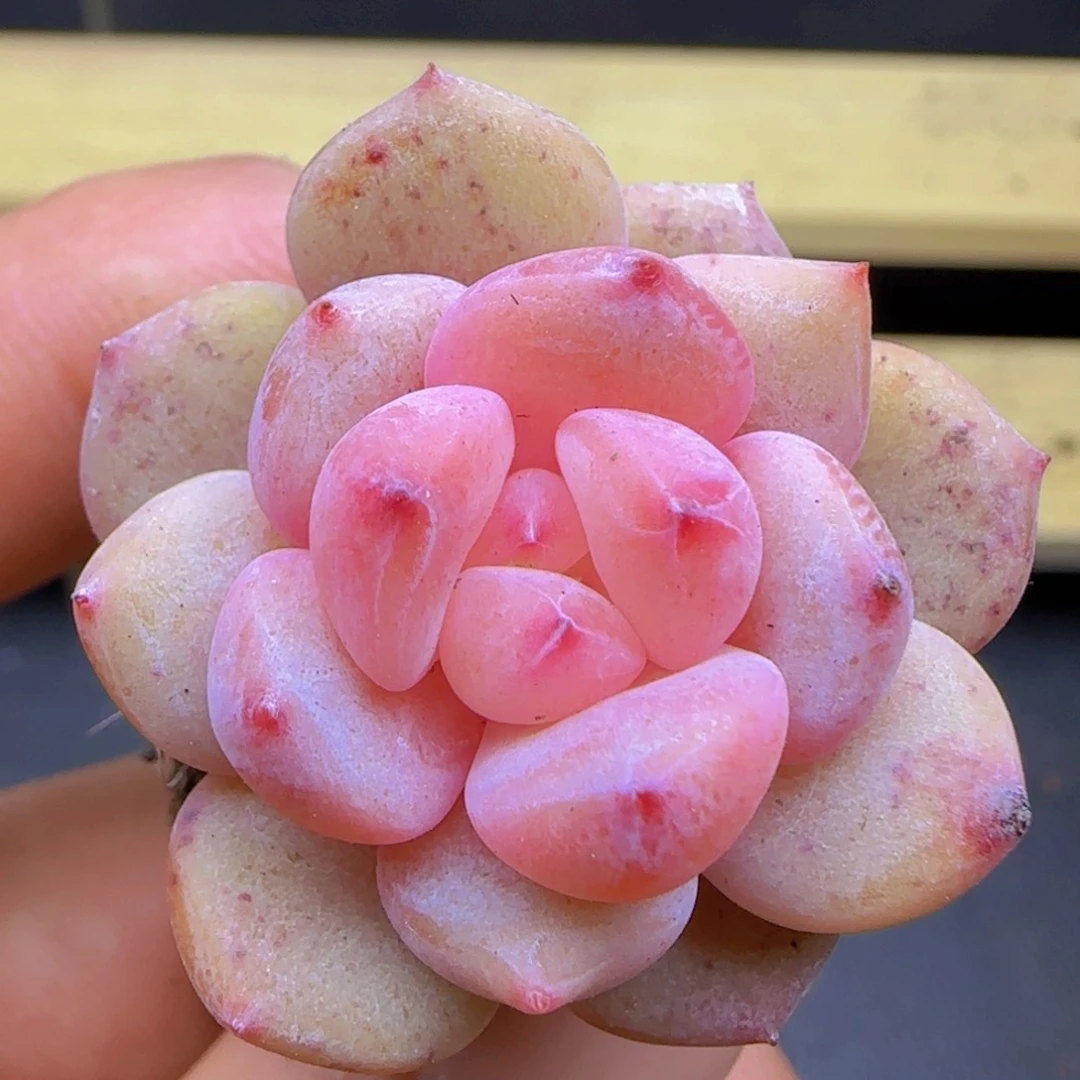 梦露珍妮一颗量拍