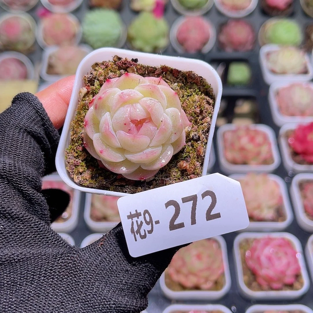 花09-272新品珍妮