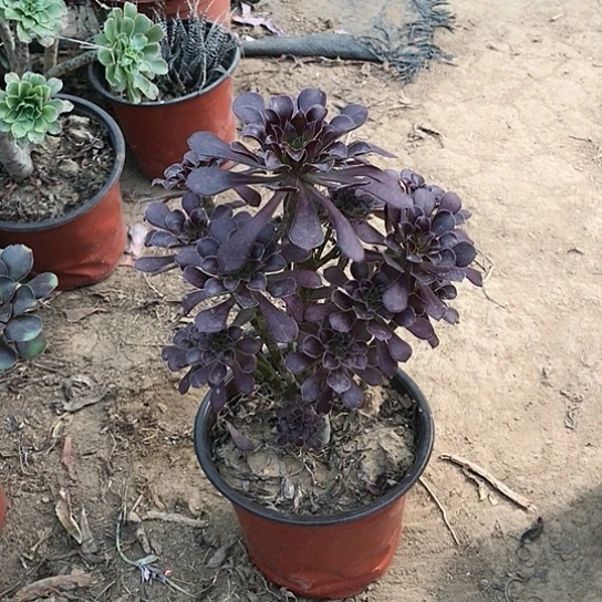 用***8黑法师多肉植物多肉23