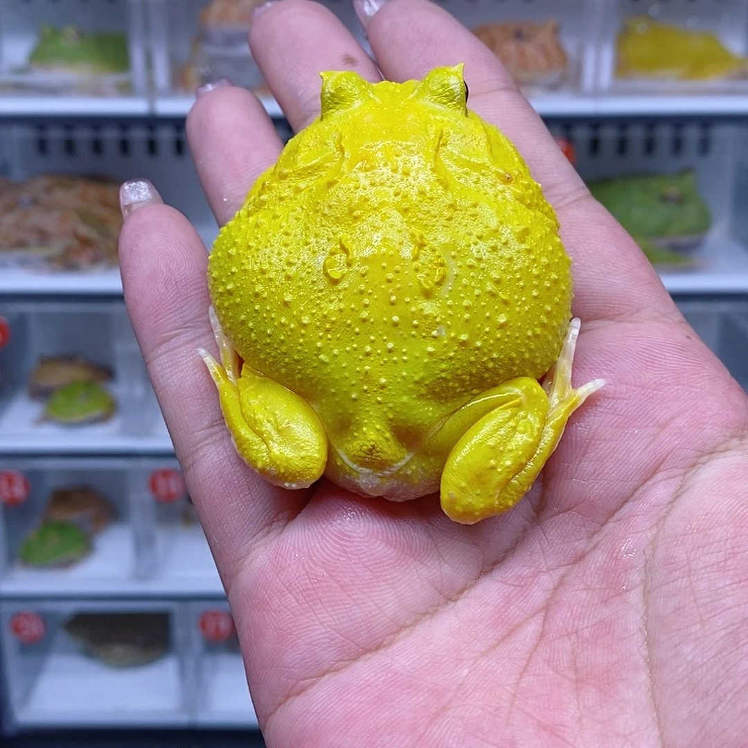 恭喜发财大吉大利