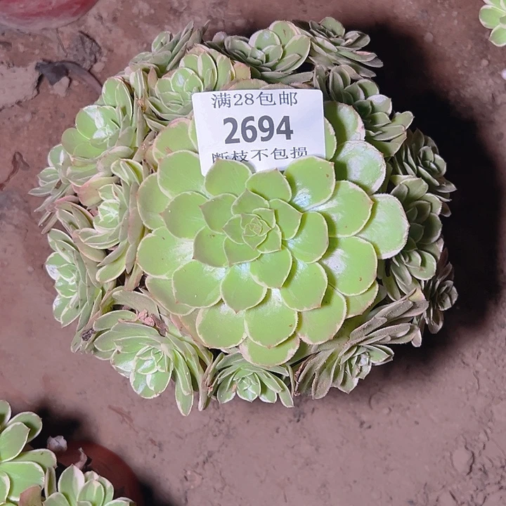 2694莲花座多肉植物