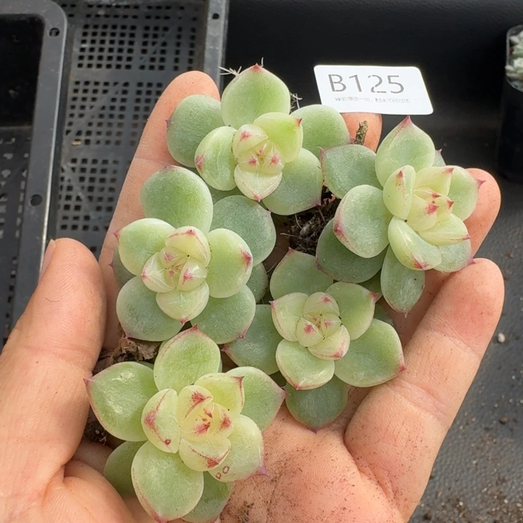 一物一拍一物一拍1031-125