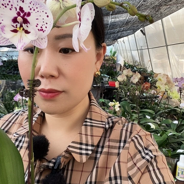 无花朵再见萤火虫蝴蝶兰