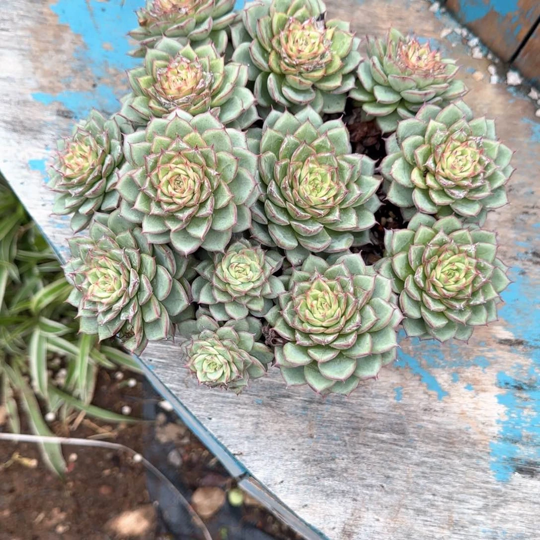 多肉植物多肉植物