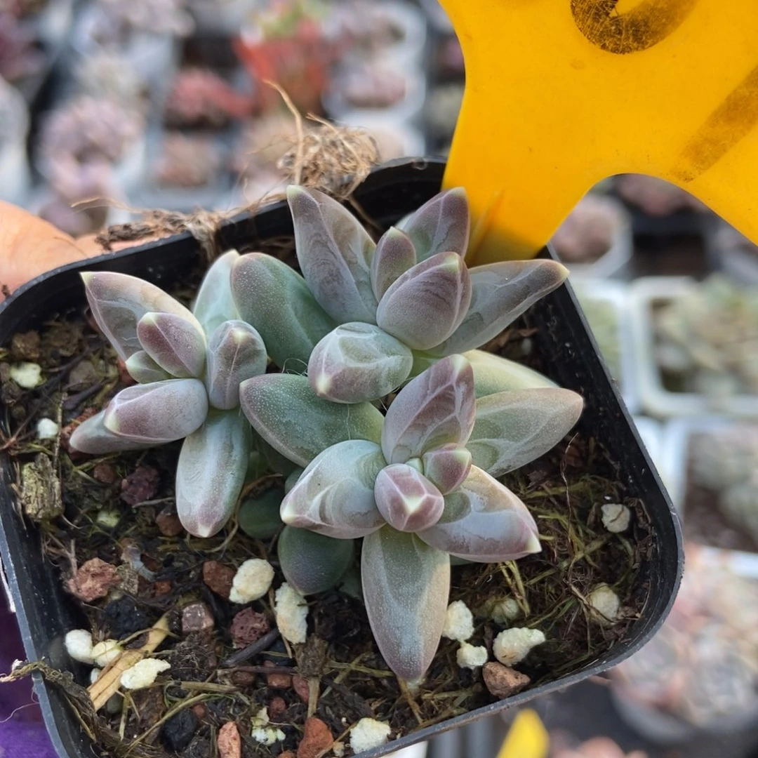 1607三色美人多肉植物