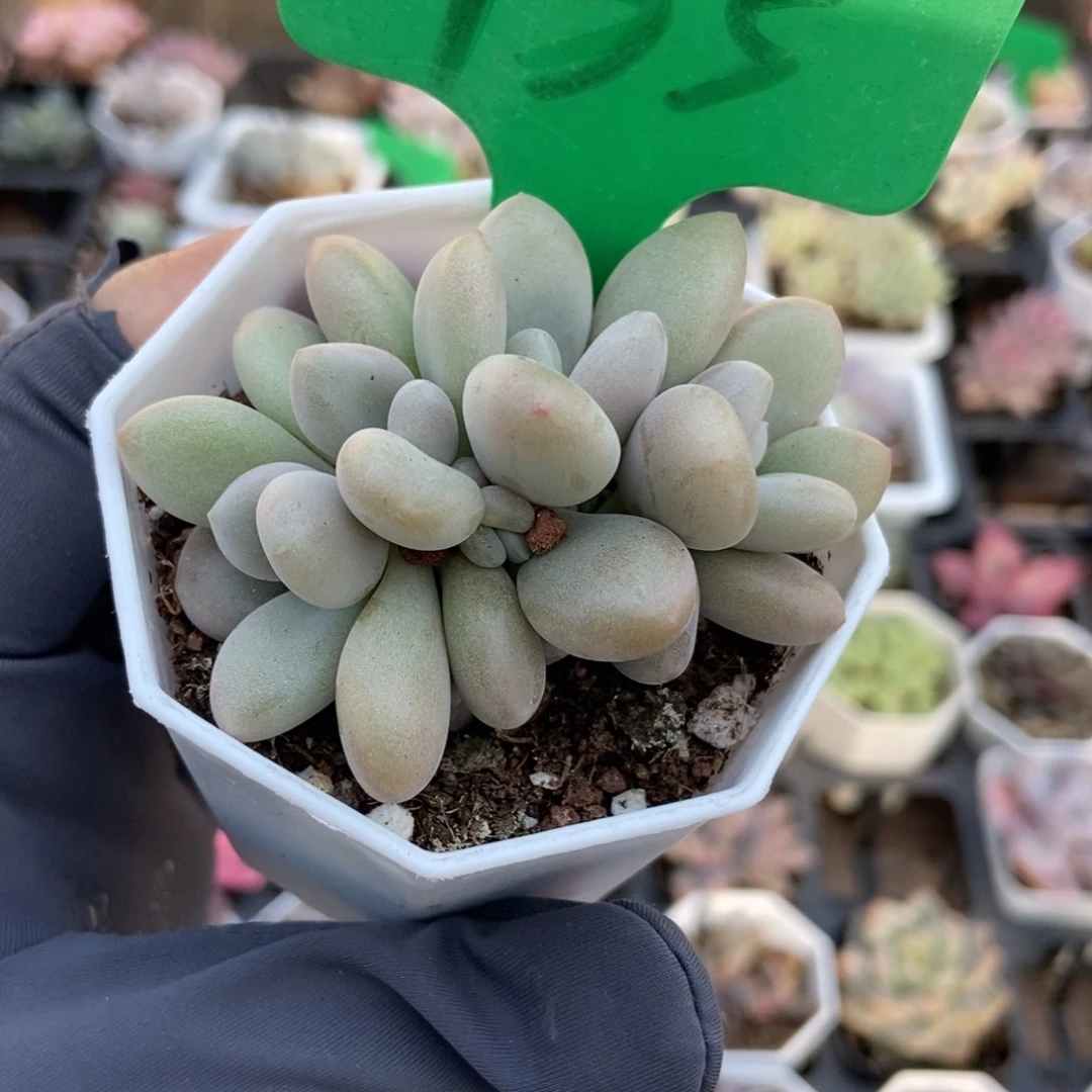 935原始虞美人多肉植物