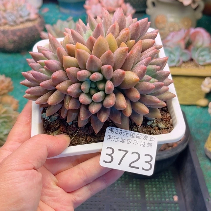 大3723。csfdhghgbjj