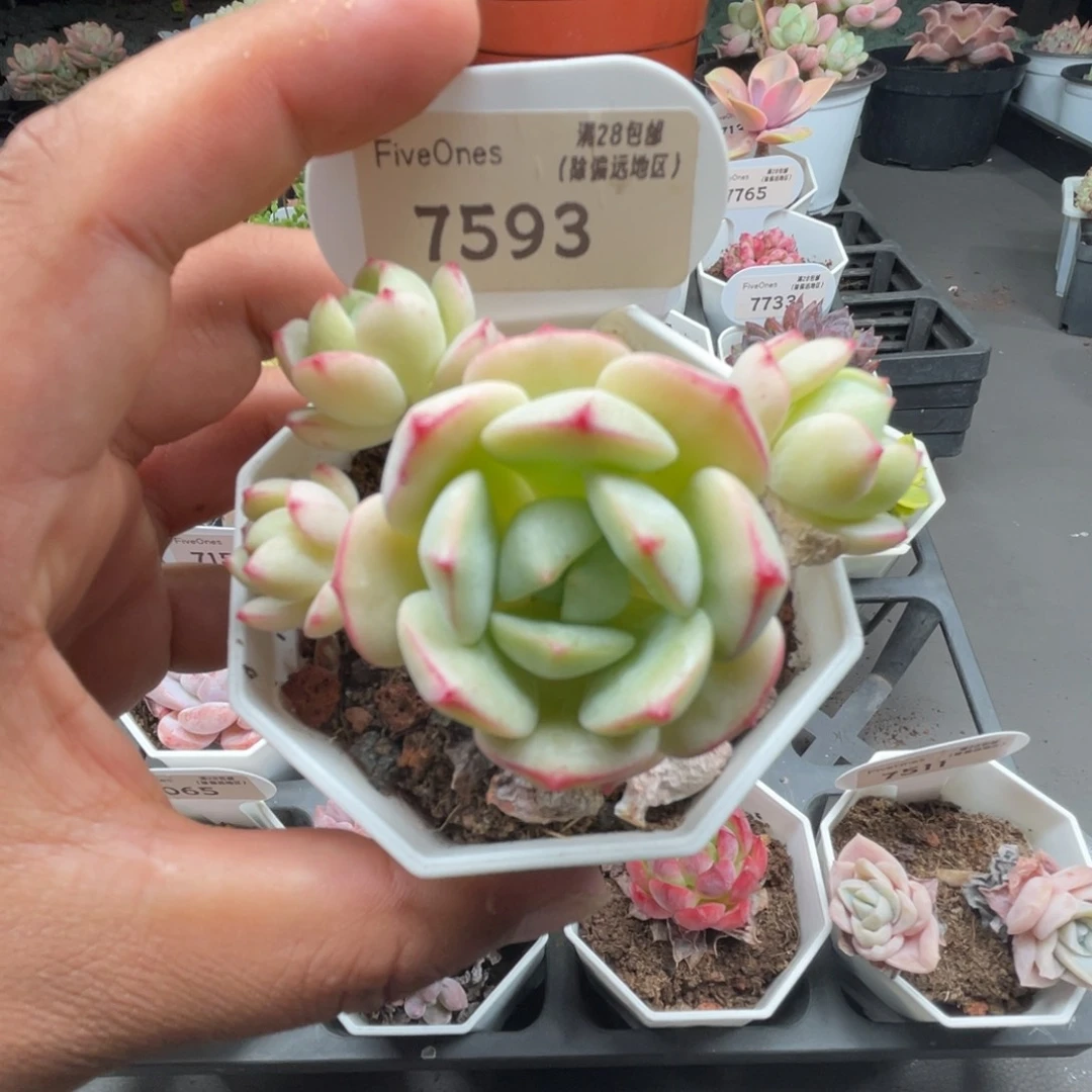 7593香草4.5厘米