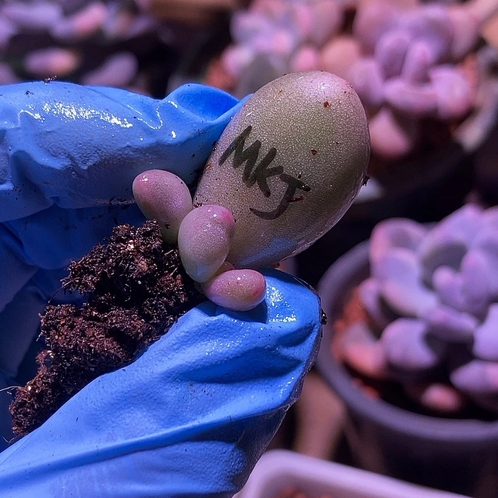 米可奶酪锦多肉植物