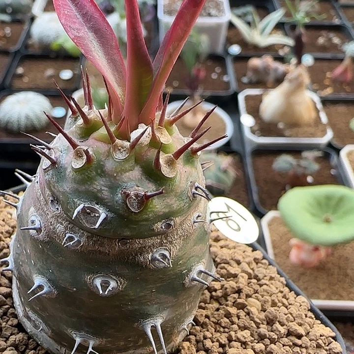 瓶干麒麟一物一拍