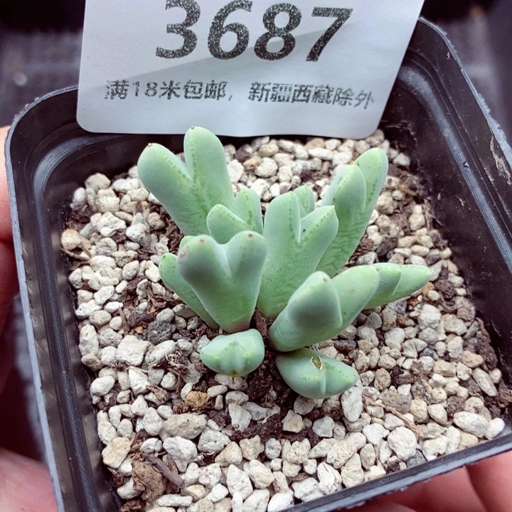 3687。