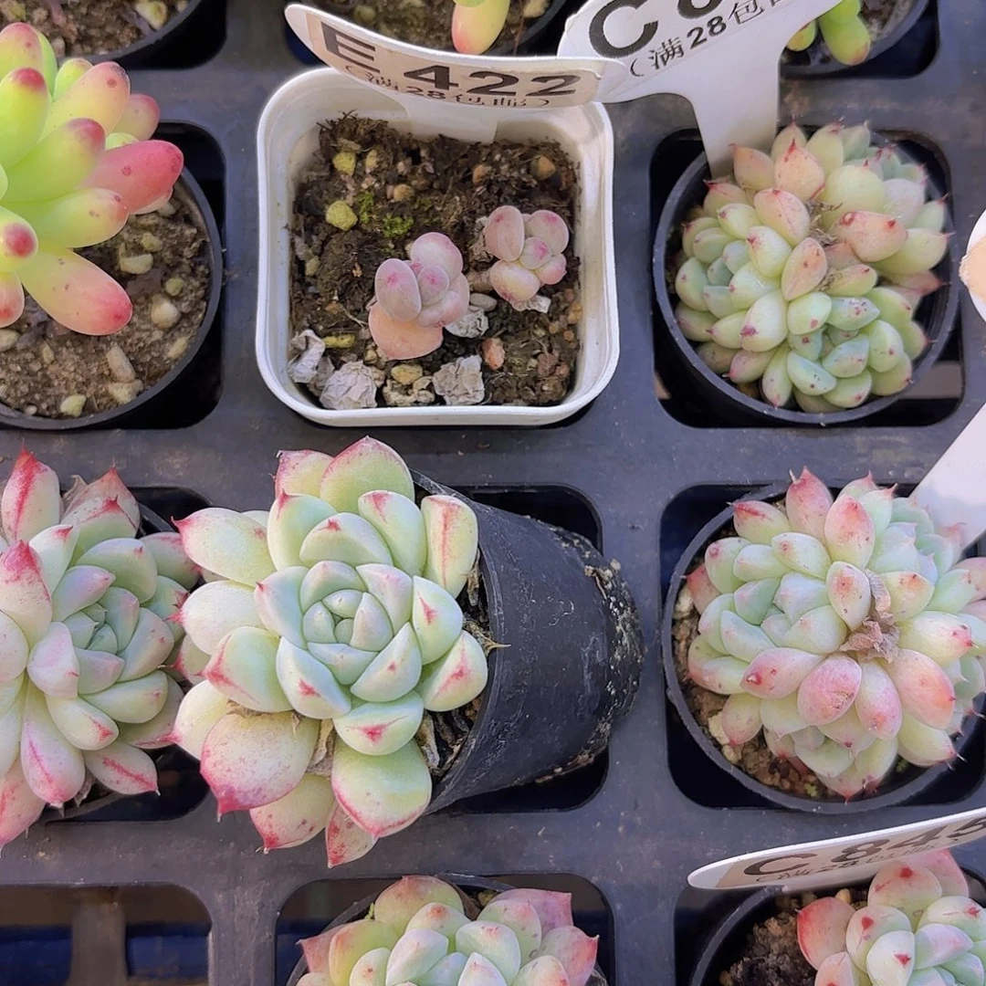 土***条E422萤火虫一物语拍