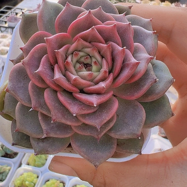 大神迪19保邮多肉植物