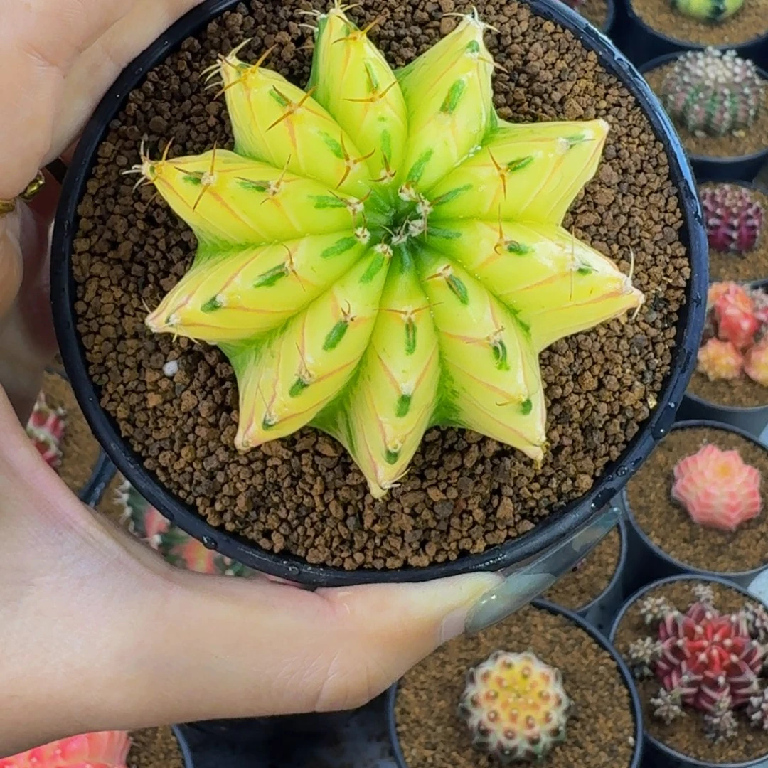 白锦烟花背00000001
