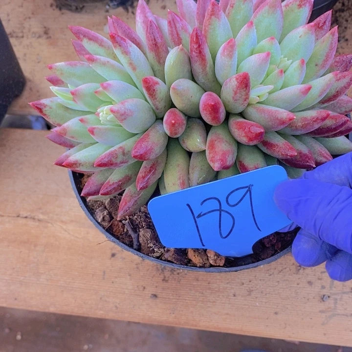 这个点在做一堆乱七