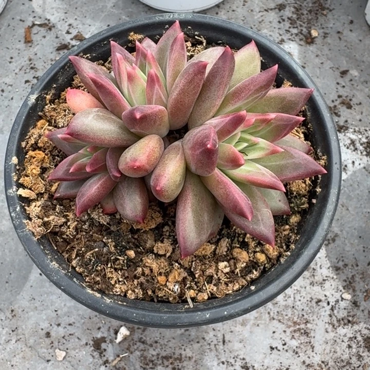 美人杂交 一物一拍