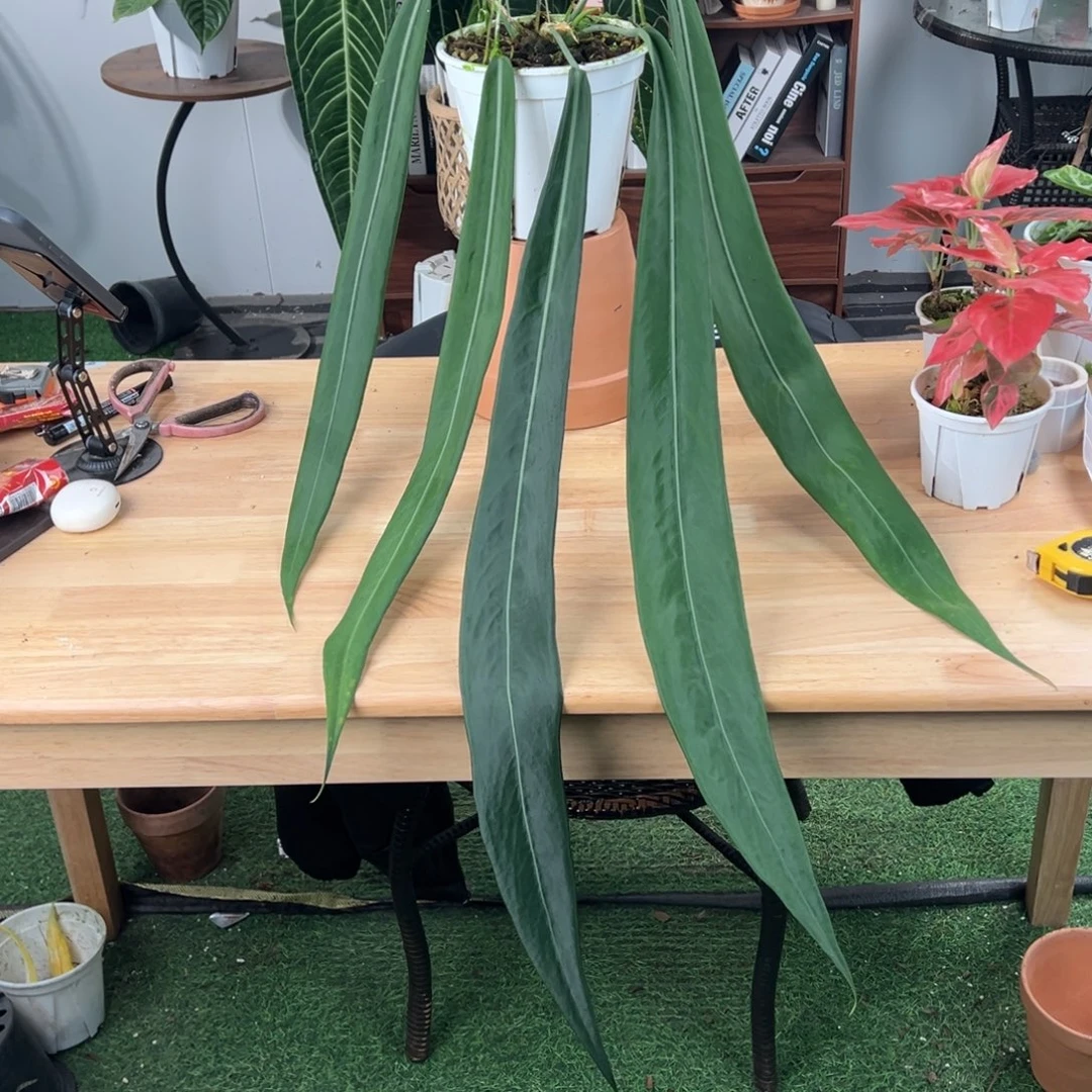 完全开放原桩进口银脉丝绸