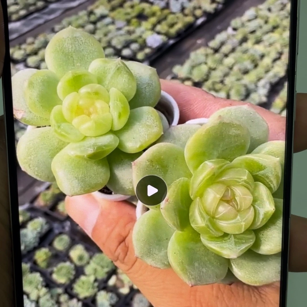 胖宝宝播种切糕苗，白心绿心黄心，超推荐