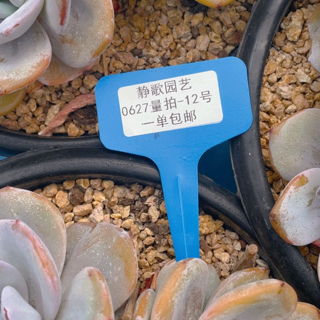 0627-12-韩版奶茶大群生一颗