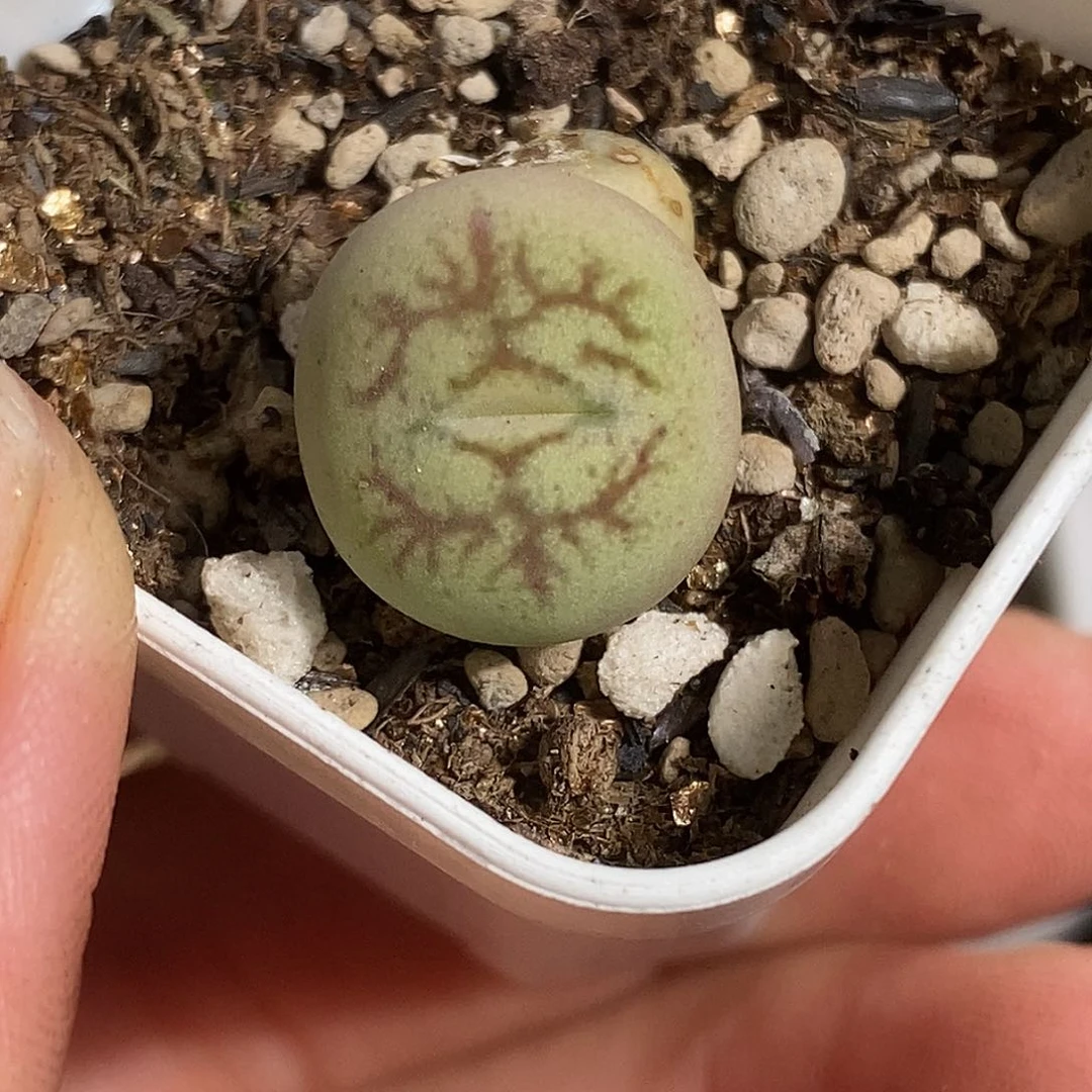 0812-59-绿色杂交福利一颗。