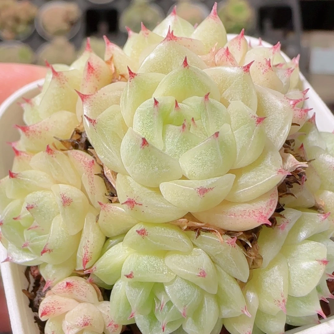 花语逸镜1030-144散