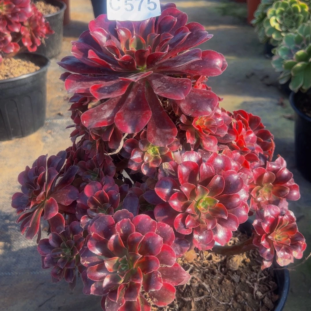 天***跃无花朵蒙娜丽莎575