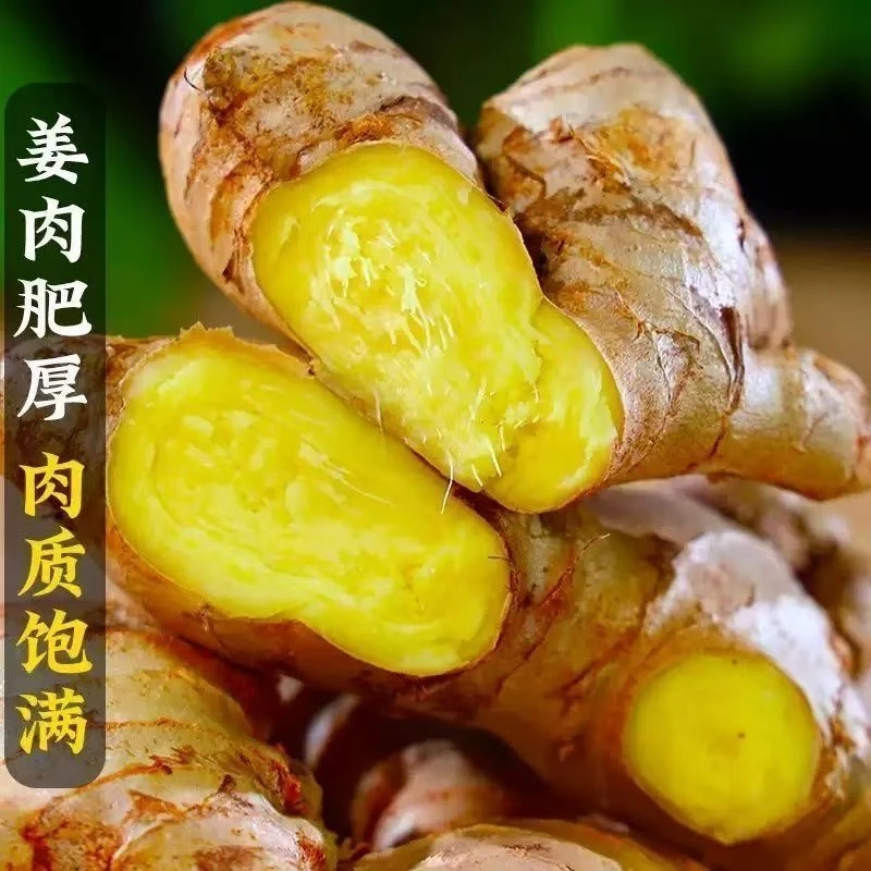 江西农家新鲜九山生姜黄姜新鲜黄姜老姜嫩姜产地直发调味蔬菜生姜