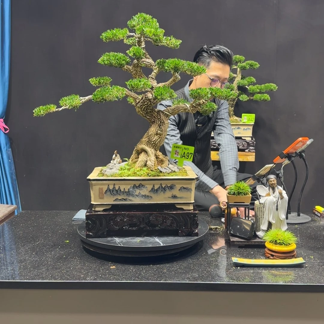 以实际为准黄杨室内室外盆景艺术