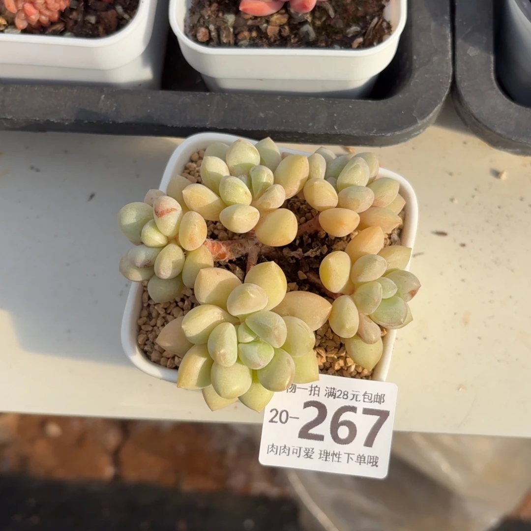 泡泡糖无盆土发货无盆