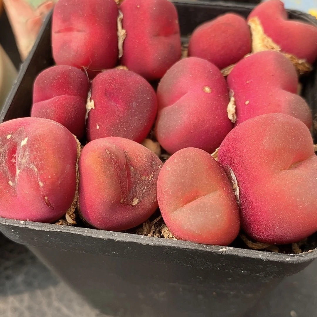 红丝绒双头蟠桃有伤1颗买3送1