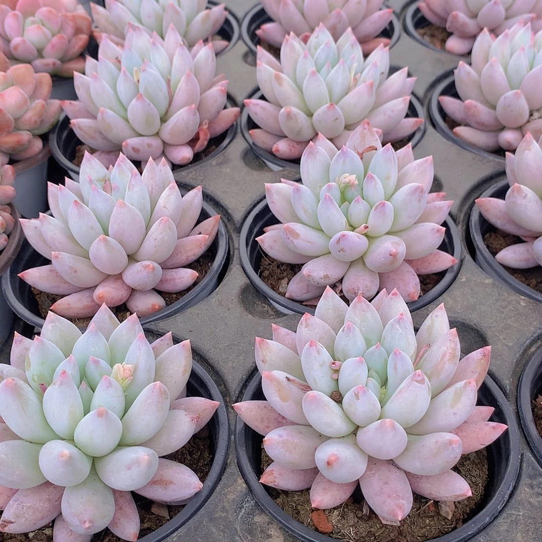 所罗门单头2456789990000