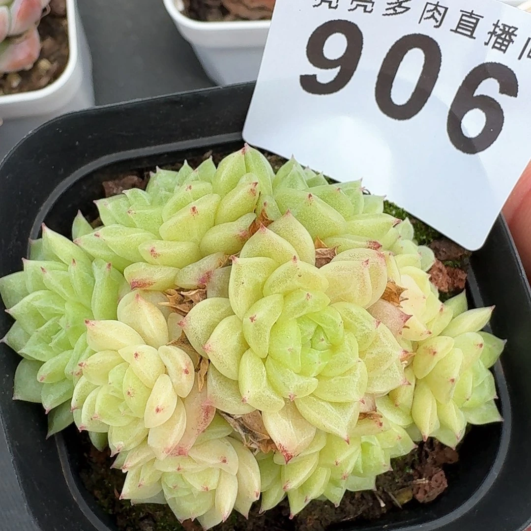 麦秆            精美多肉植物