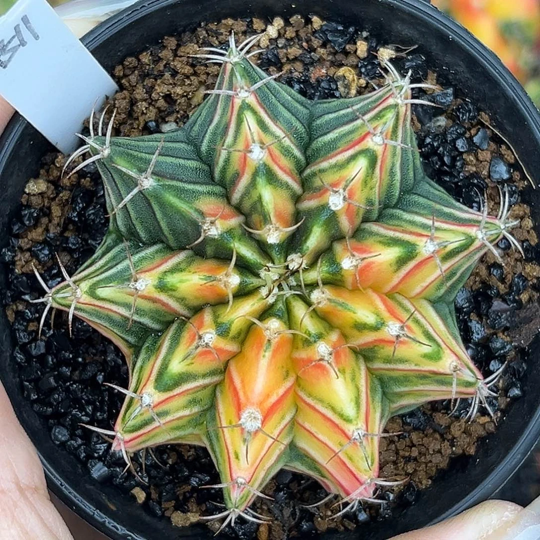 A511   带盆土发货