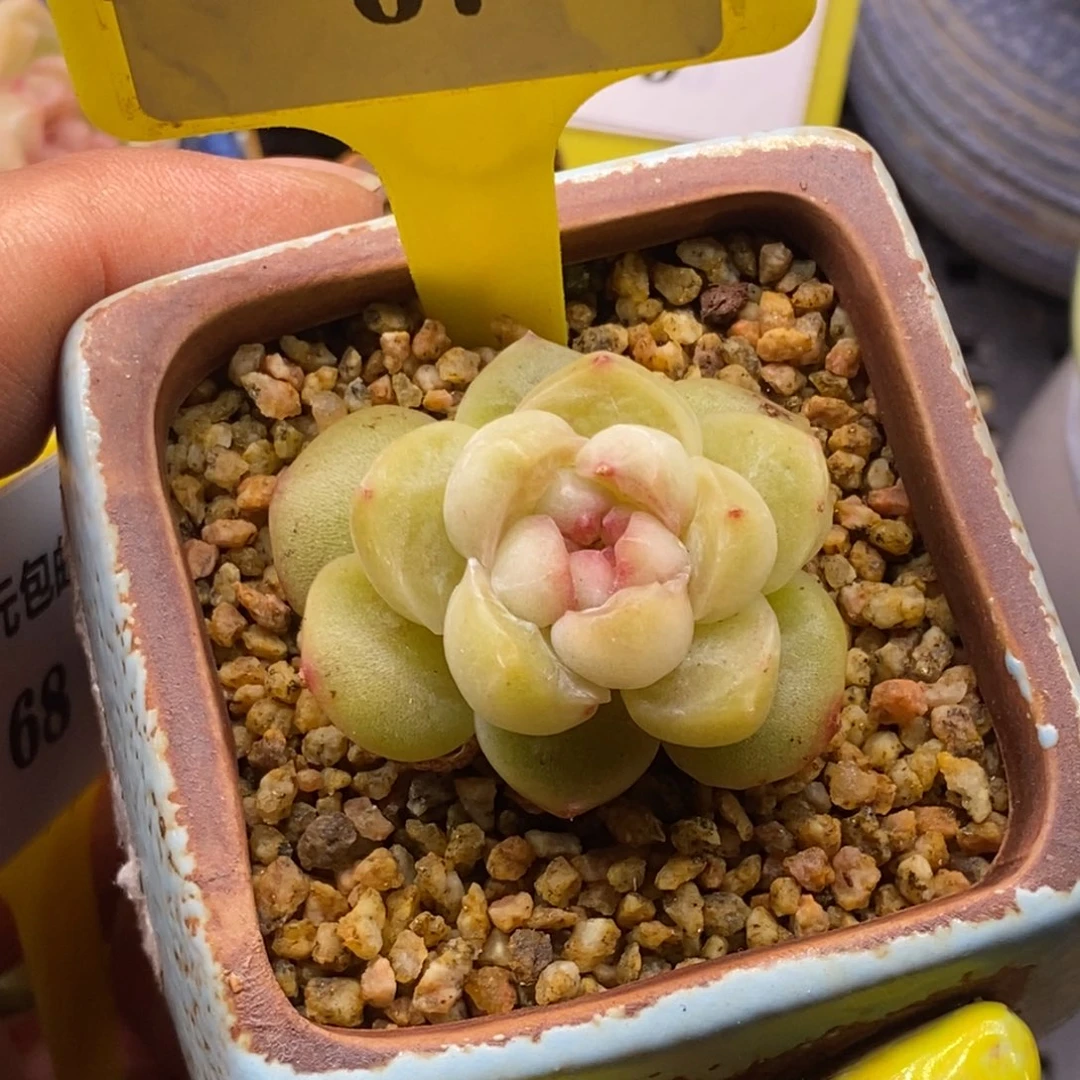 667泡影多肉植物……