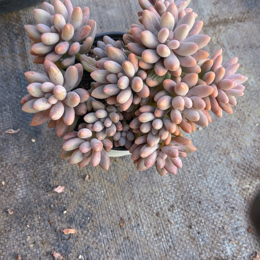 粉色恋人新疆包邮15cm