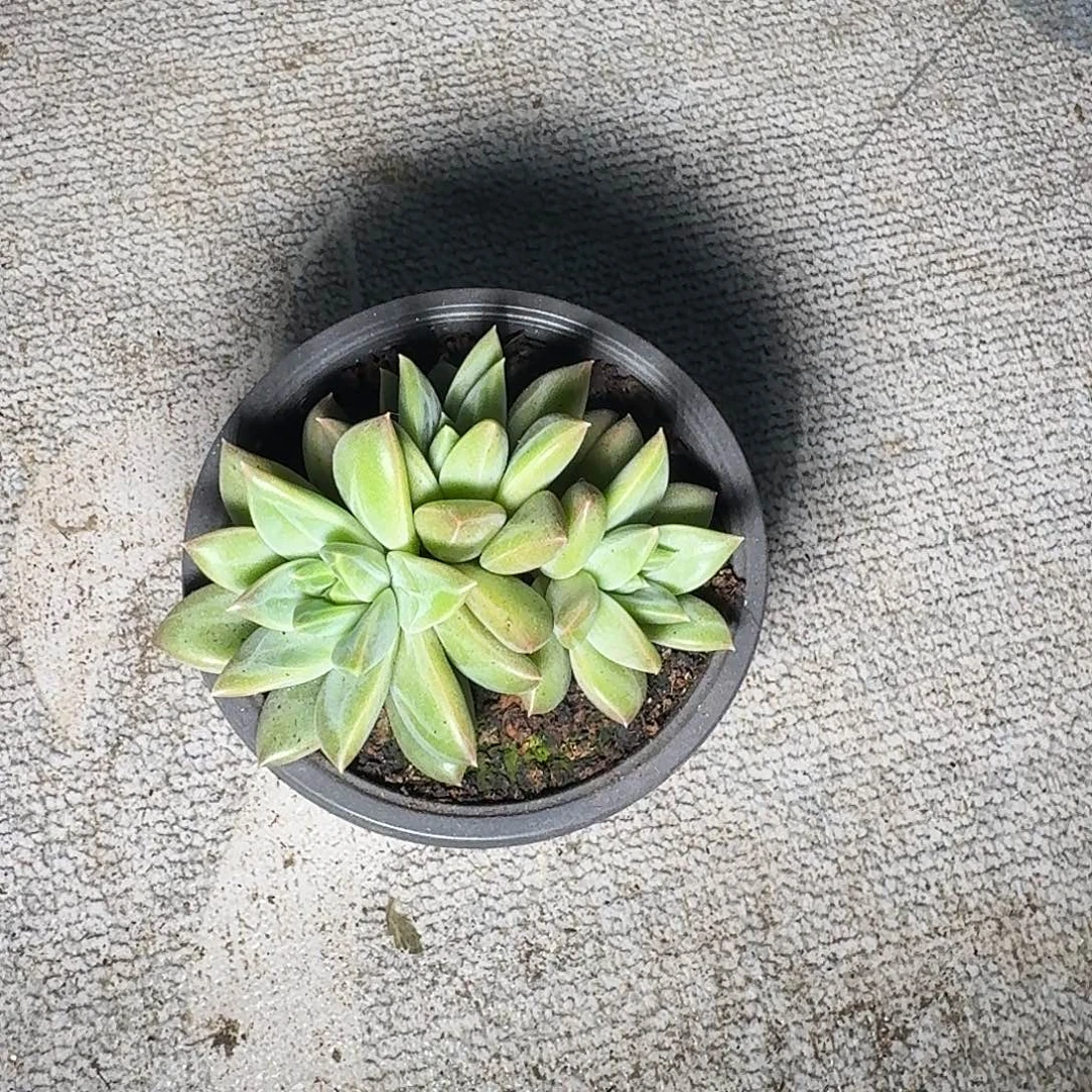 牵手个体。         多肉