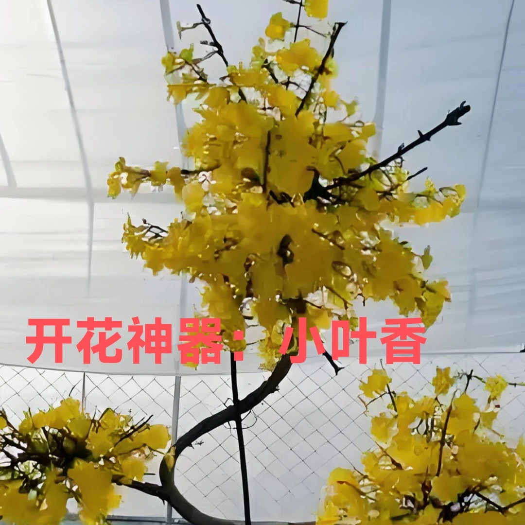 迎春花 小叶香 开花香 冬天是落叶期 现在发货叶都黄了