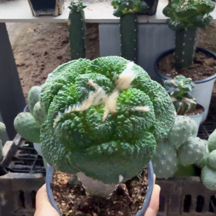 无花朵368超大尤菜花牡丹